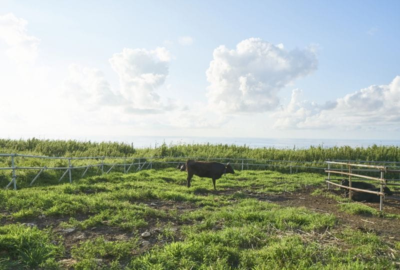 ジョウマン共同牧場